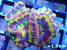 画像2: 【サンゴ】【通販】【オーストラリア産】カクオオトゲキクメイシ（Ultra/Special Rainbow)（個体販売）No.4（生体）（サンゴ） (2)
