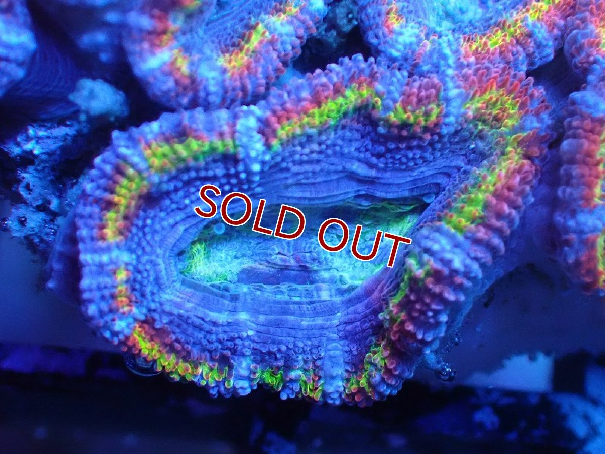 画像1: 【サンゴまとめ買い割引き10％〜20%OFF対象商品】 【サンゴ】【通販】【オーストラリア産】カクオオトゲキクメイシ（Ultra/Special Rainbow)（個体販売）No.5（生体）（サンゴ） (1)