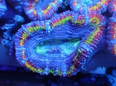 画像1: 【サンゴまとめ買い割引き10％〜20%OFF対象商品】【サンゴ】【通販】【オーストラリア産】カクオオトゲキクメイシ（Ultra/Special Rainbow)（個体販売）No.5（生体）（サンゴ） (1)