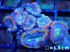 画像2: 【サンゴまとめ買い割引き10％〜20%OFF対象商品】【サンゴ】【通販】【オーストラリア産】カクオオトゲキクメイシ（Ultra/Special Rainbow)（個体販売）No.5（生体）（サンゴ） (2)