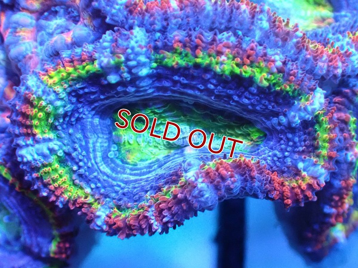 画像1: 【サンゴ】【通販】【オーストラリア産】カクオオトゲキクメイシ（Ultra/Special Rainbow)（個体販売）No.6（生体）（サンゴ） (1)