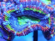 画像1: 【サンゴまとめ買い割引き10％〜20%OFF対象商品】【サンゴ】【通販】【オーストラリア産】カクオオトゲキクメイシ（Ultra/Special Rainbow)（個体販売）No.6（生体）（サンゴ） (1)