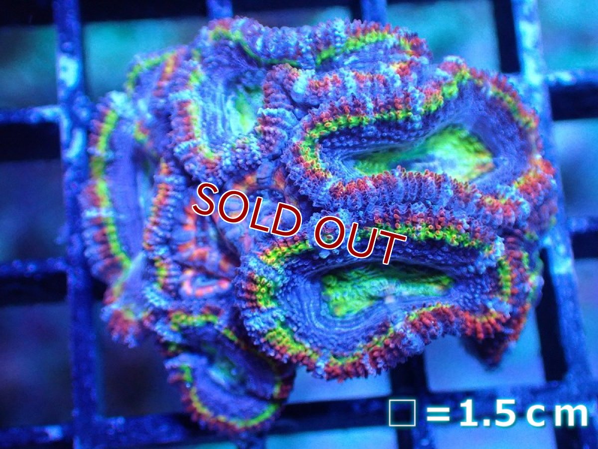 画像2: 【サンゴ】【通販】【オーストラリア産】カクオオトゲキクメイシ（Ultra/Special Rainbow)（個体販売）No.6（生体）（サンゴ） (2)