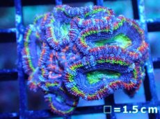 画像2: 【サンゴまとめ買い割引き10％〜20%OFF対象商品】【サンゴ】【通販】【オーストラリア産】カクオオトゲキクメイシ（Ultra/Special Rainbow)（個体販売）No.6（生体）（サンゴ） (2)