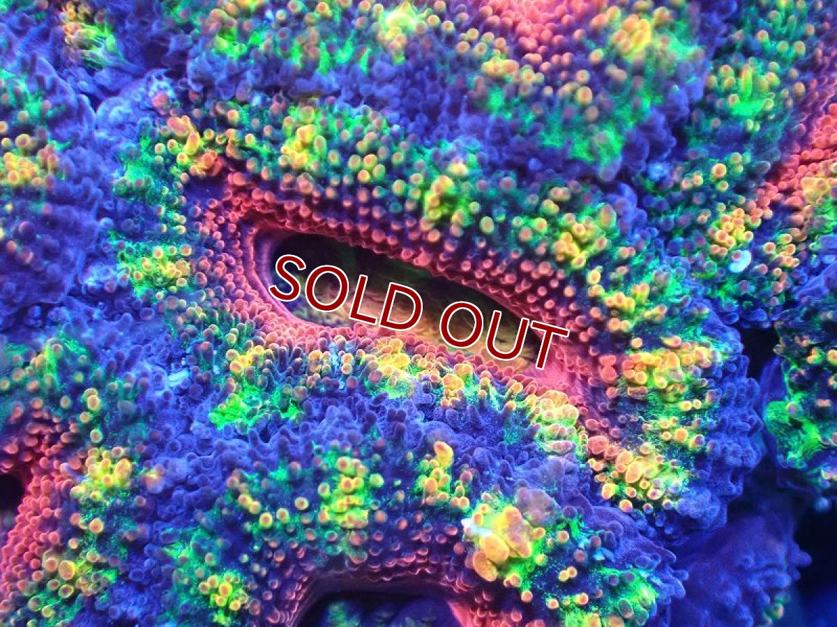 画像1: 【サンゴ】【通販】【オーストラリア産】カクオオトゲキクメイシ（Ultra/Special Rainbow)（個体販売）No.7（生体）（サンゴ） (1)