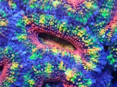 画像1: 【サンゴ】【通販】【オーストラリア産】カクオオトゲキクメイシ（Ultra/Special Rainbow)（個体販売）No.7（生体）（サンゴ） (1)