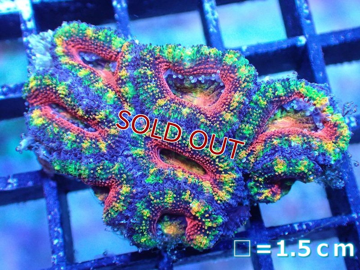 画像2: 【サンゴ】【通販】【オーストラリア産】カクオオトゲキクメイシ（Ultra/Special Rainbow)（個体販売）No.7（生体）（サンゴ） (2)