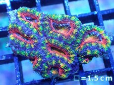 画像2: 【サンゴ】【通販】【オーストラリア産】カクオオトゲキクメイシ（Ultra/Special Rainbow)（個体販売）No.7（生体）（サンゴ） (2)