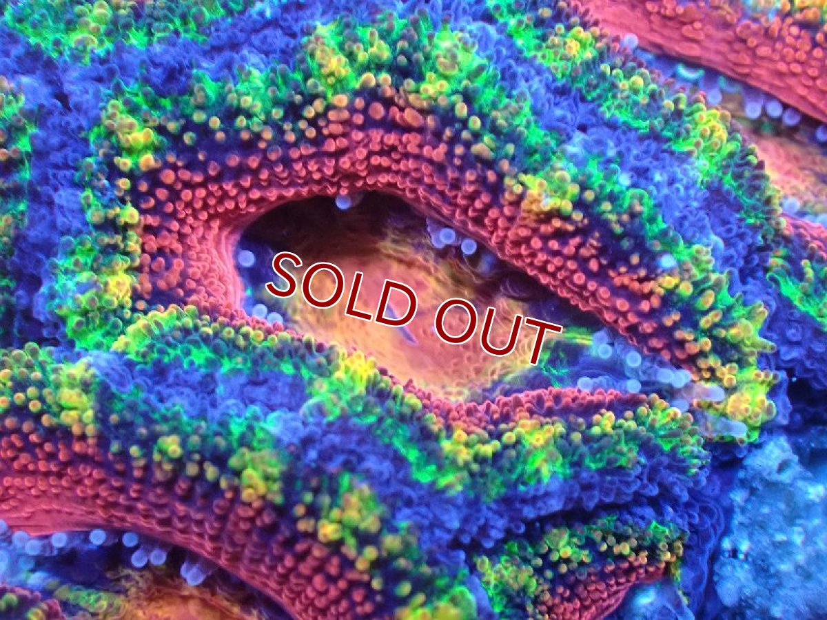 画像1: 【サンゴ】【通販】【オーストラリア産】カクオオトゲキクメイシ（Ultra/Special Rainbow)（個体販売）No.8（生体）（サンゴ） (1)