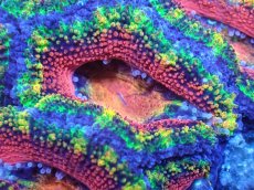 画像1: 【サンゴまとめ買い割引き10％〜20%OFF対象商品】【サンゴ】【通販】【オーストラリア産】カクオオトゲキクメイシ（Ultra/Special Rainbow)（個体販売）No.8（生体）（サンゴ） (1)