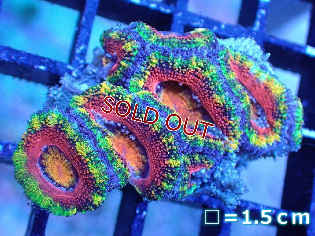 画像2: 【サンゴ】【通販】【オーストラリア産】カクオオトゲキクメイシ（Ultra/Special Rainbow)（個体販売）No.8（生体）（サンゴ） (2)