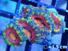 画像2: 【サンゴまとめ買い割引き10％〜20%OFF対象商品】【サンゴ】【通販】【オーストラリア産】カクオオトゲキクメイシ（Ultra/Special Rainbow)（個体販売）No.8（生体）（サンゴ） (2)