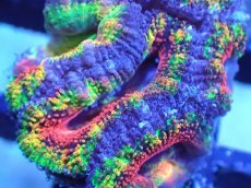 画像1: 【サンゴまとめ買い割引き10％〜20%OFF対象商品】【サンゴ】【通販】【オーストラリア産】カクオオトゲキクメイシ（Ultra/Special Rainbow)（個体販売）No.9（生体）（サンゴ） (1)