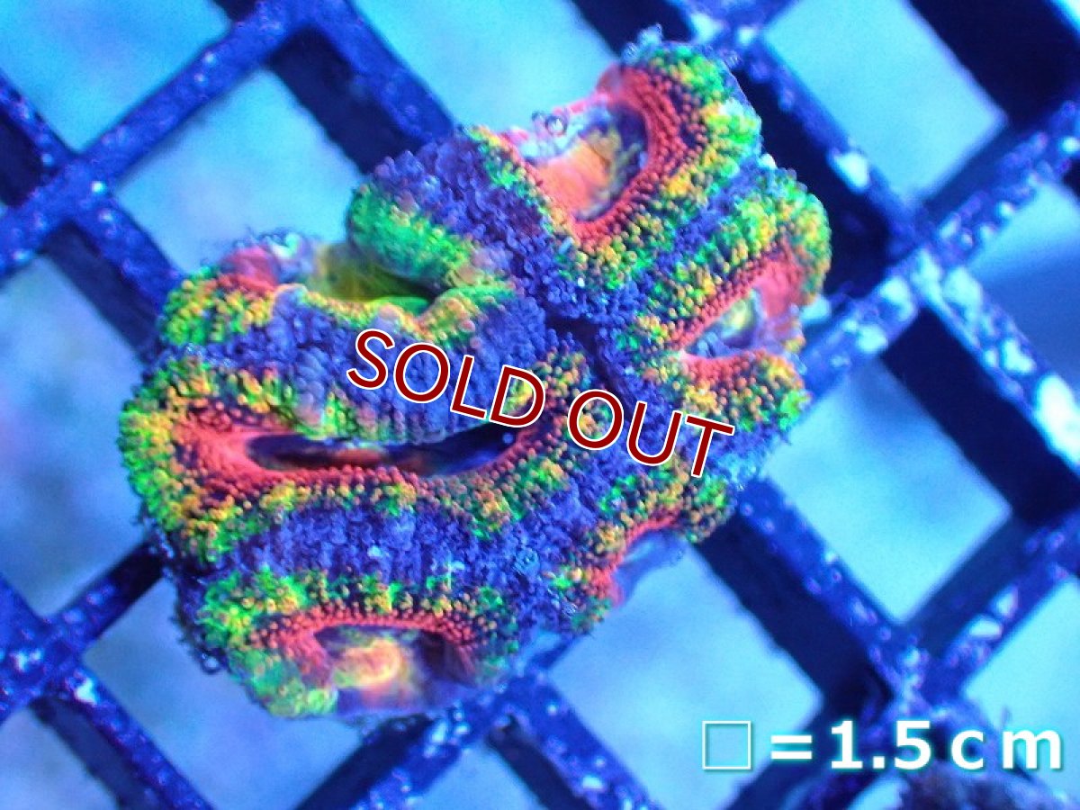 画像2: 【サンゴ】【通販】【オーストラリア産】カクオオトゲキクメイシ（Ultra/Special Rainbow)（個体販売）No.9（生体）（サンゴ） (2)