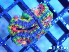 画像2: 【サンゴまとめ買い割引き10％〜20%OFF対象商品】【サンゴ】【通販】【オーストラリア産】カクオオトゲキクメイシ（Ultra/Special Rainbow)（個体販売）No.9（生体）（サンゴ） (2)