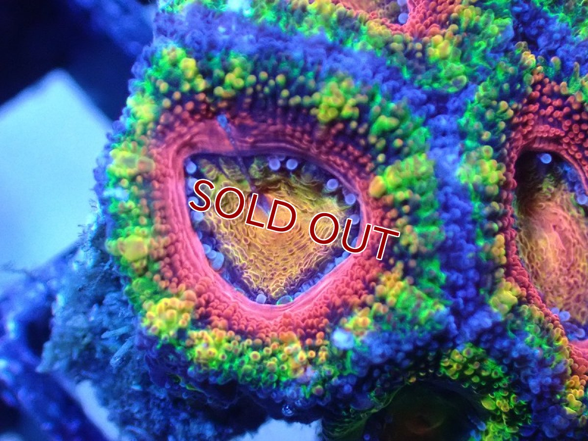 画像1: 【サンゴ】【通販】【オーストラリア産】カクオオトゲキクメイシ（Ultra/Special Rainbow)（個体販売）No.10（生体）（サンゴ） (1)