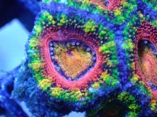 画像1: 【サンゴまとめ買い割引き10％〜20%OFF対象商品】【サンゴ】【通販】【オーストラリア産】カクオオトゲキクメイシ（Ultra/Special Rainbow)（個体販売）No.10（生体）（サンゴ） (1)