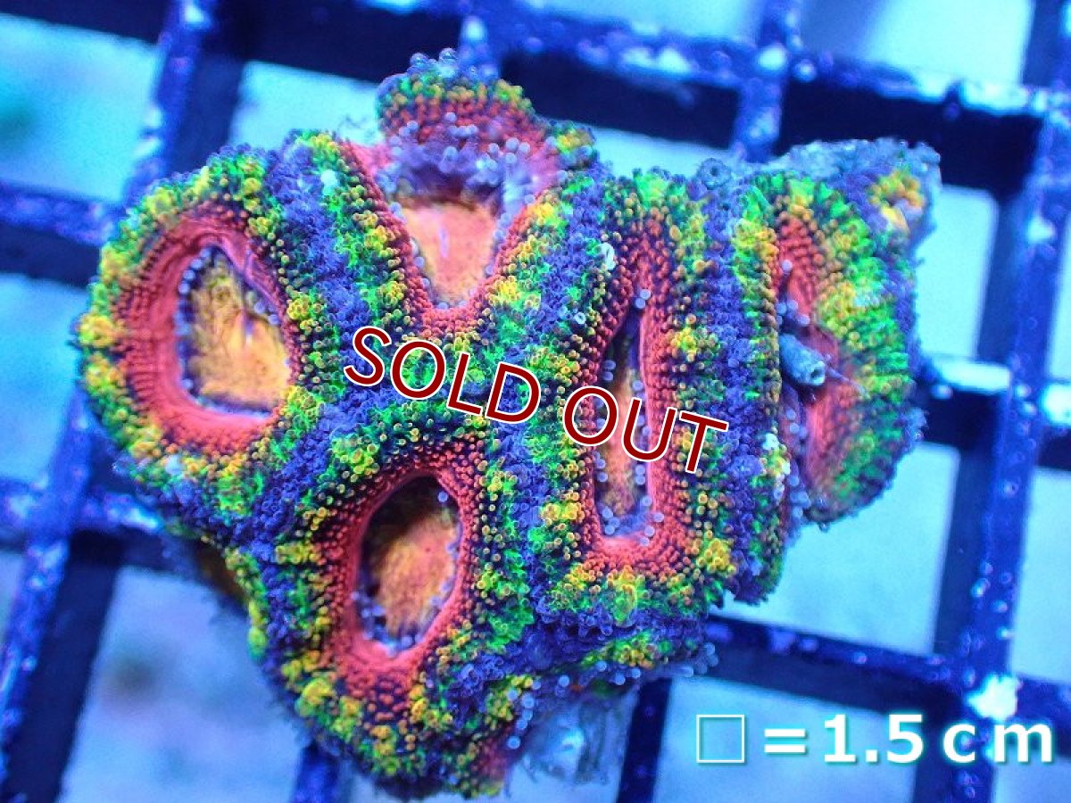 画像2: 【サンゴ】【通販】【オーストラリア産】カクオオトゲキクメイシ（Ultra/Special Rainbow)（個体販売）No.10（生体）（サンゴ） (2)