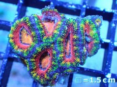 画像2: 【サンゴまとめ買い割引き10％〜20%OFF対象商品】【サンゴ】【通販】【オーストラリア産】カクオオトゲキクメイシ（Ultra/Special Rainbow)（個体販売）No.10（生体）（サンゴ） (2)