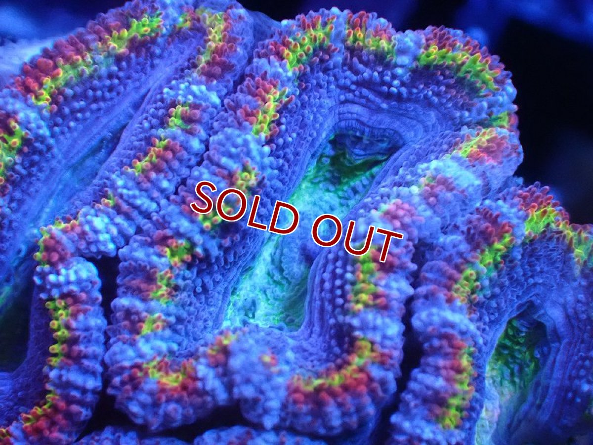 画像1: 【サンゴまとめ買い割引き10％〜20%OFF対象商品】 【サンゴ】【通販】【オーストラリア産】カクオオトゲキクメイシ（Ultra/Special Rainbow)（個体販売）No.11（生体）（サンゴ） (1)