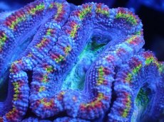 画像1: 【サンゴまとめ買い割引き10％〜20%OFF対象商品】【サンゴ】【通販】【オーストラリア産】カクオオトゲキクメイシ（Ultra/Special Rainbow)（個体販売）No.11（生体）（サンゴ） (1)