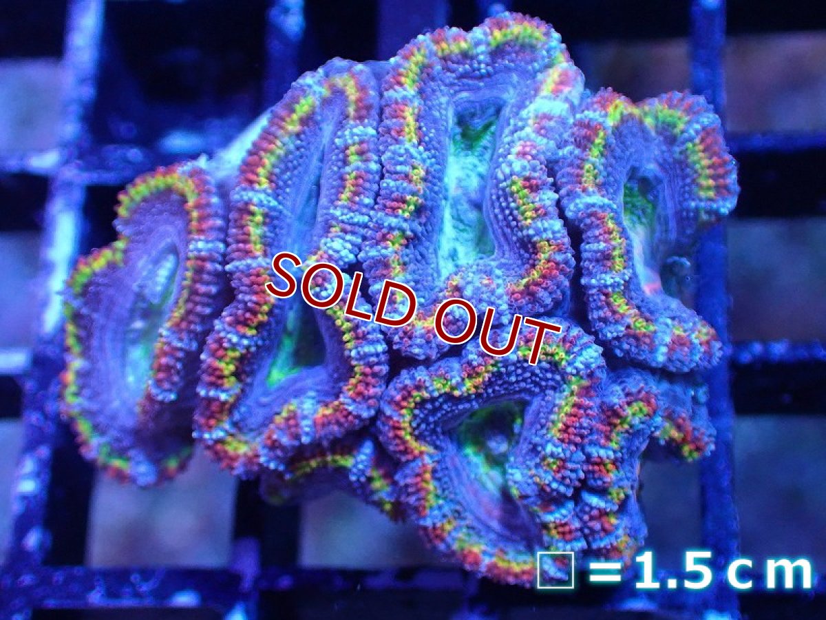 画像2: 【サンゴまとめ買い割引き10％〜20%OFF対象商品】 【サンゴ】【通販】【オーストラリア産】カクオオトゲキクメイシ（Ultra/Special Rainbow)（個体販売）No.11（生体）（サンゴ） (2)