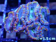 画像2: 【サンゴまとめ買い割引き10％〜20%OFF対象商品】【サンゴ】【通販】【オーストラリア産】カクオオトゲキクメイシ（Ultra/Special Rainbow)（個体販売）No.11（生体）（サンゴ） (2)