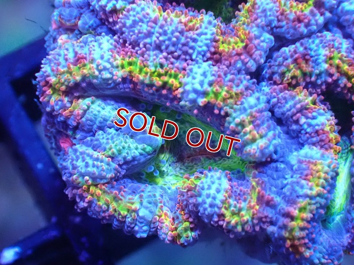 画像1: 【サンゴ】【通販】【オーストラリア産】カクオオトゲキクメイシ（Ultra/Special Rainbow)（個体販売）No.12（生体）（サンゴ） (1)