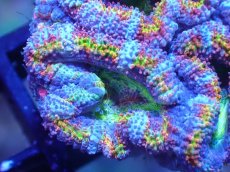 画像1: 【サンゴまとめ買い割引き10％〜20%OFF対象商品】【サンゴ】【通販】【オーストラリア産】カクオオトゲキクメイシ（Ultra/Special Rainbow)（個体販売）No.12（生体）（サンゴ） (1)