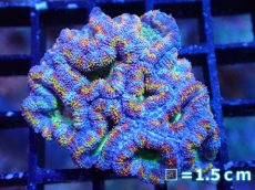 画像2: 【サンゴまとめ買い割引き10％〜20%OFF対象商品】【サンゴ】【通販】【オーストラリア産】カクオオトゲキクメイシ（Ultra/Special Rainbow)（個体販売）No.12（生体）（サンゴ） (2)