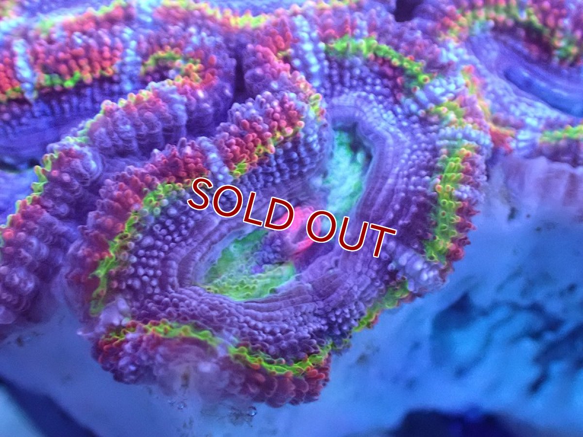 画像1: 【サンゴ】【通販】【オーストラリア産】カクオオトゲキクメイシ（Ultra/Special Rainbow)（個体販売）No.13（生体）（サンゴ） (1)