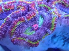 画像1: 【サンゴ】【通販】【オーストラリア産】カクオオトゲキクメイシ（Ultra/Special Rainbow)（個体販売）No.13（生体）（サンゴ） (1)