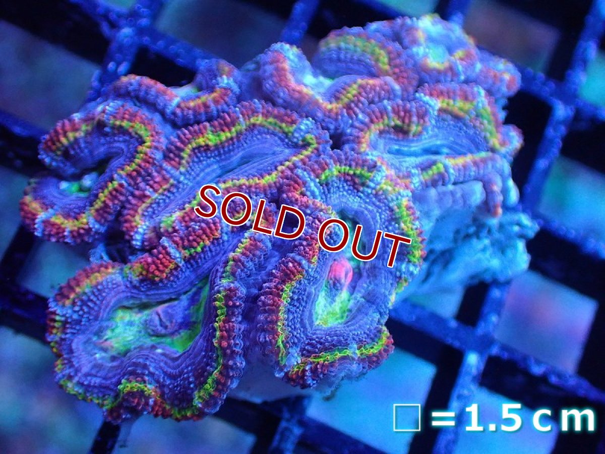 画像2: 【サンゴ】【通販】【オーストラリア産】カクオオトゲキクメイシ（Ultra/Special Rainbow)（個体販売）No.13（生体）（サンゴ） (2)