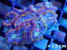画像2: 【サンゴ】【通販】【オーストラリア産】カクオオトゲキクメイシ（Ultra/Special Rainbow)（個体販売）No.13（生体）（サンゴ） (2)