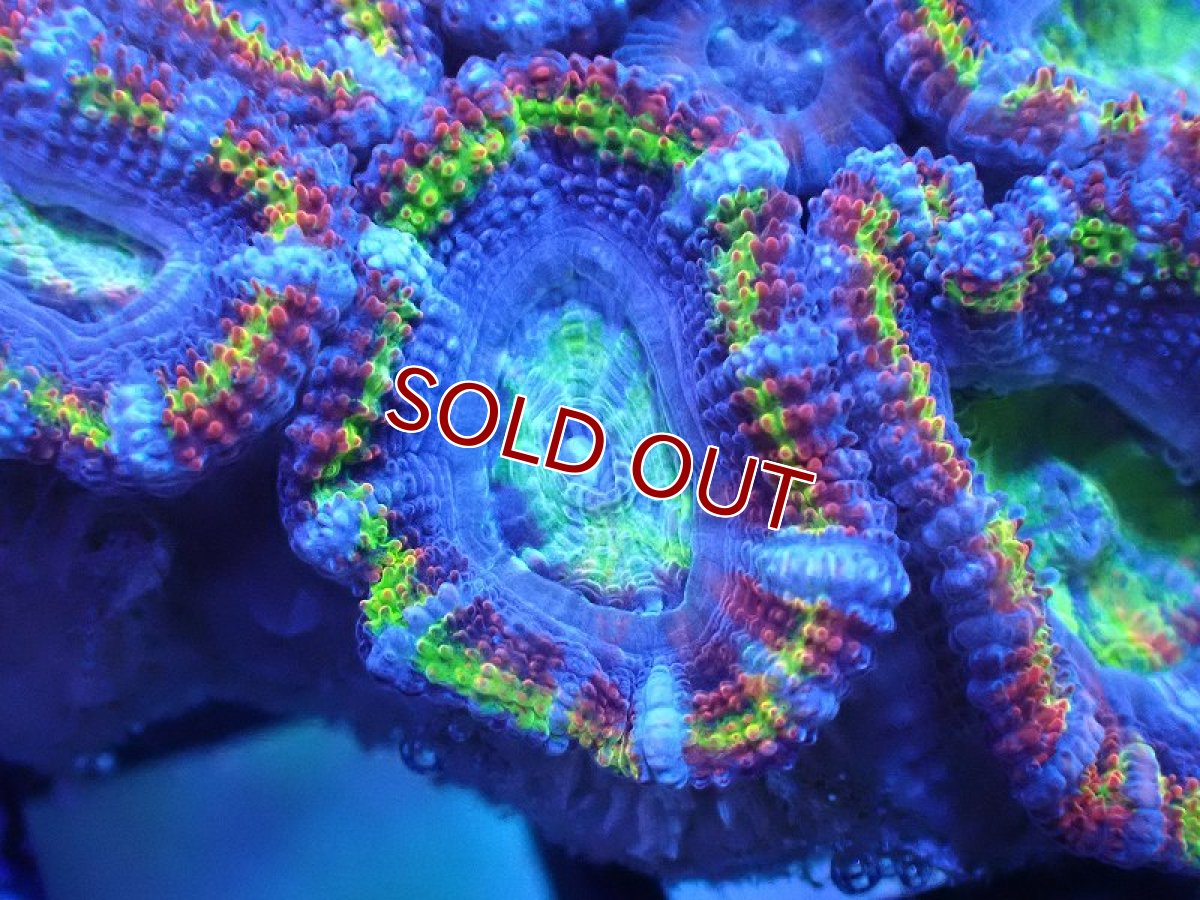 画像1: 【サンゴまとめ買い割引き10％〜20%OFF対象商品】 【サンゴ】【通販】【オーストラリア産】カクオオトゲキクメイシ（Ultra/Special Rainbow)（個体販売）No.14（生体）（サンゴ） (1)