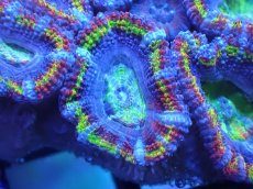 画像1: 【サンゴまとめ買い割引き10％〜20%OFF対象商品】【サンゴ】【通販】【オーストラリア産】カクオオトゲキクメイシ（Ultra/Special Rainbow)（個体販売）No.14（生体）（サンゴ） (1)