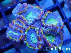 画像2: 【サンゴまとめ買い割引き10％〜20%OFF対象商品】【サンゴ】【通販】【オーストラリア産】カクオオトゲキクメイシ（Ultra/Special Rainbow)（個体販売）No.14（生体）（サンゴ） (2)