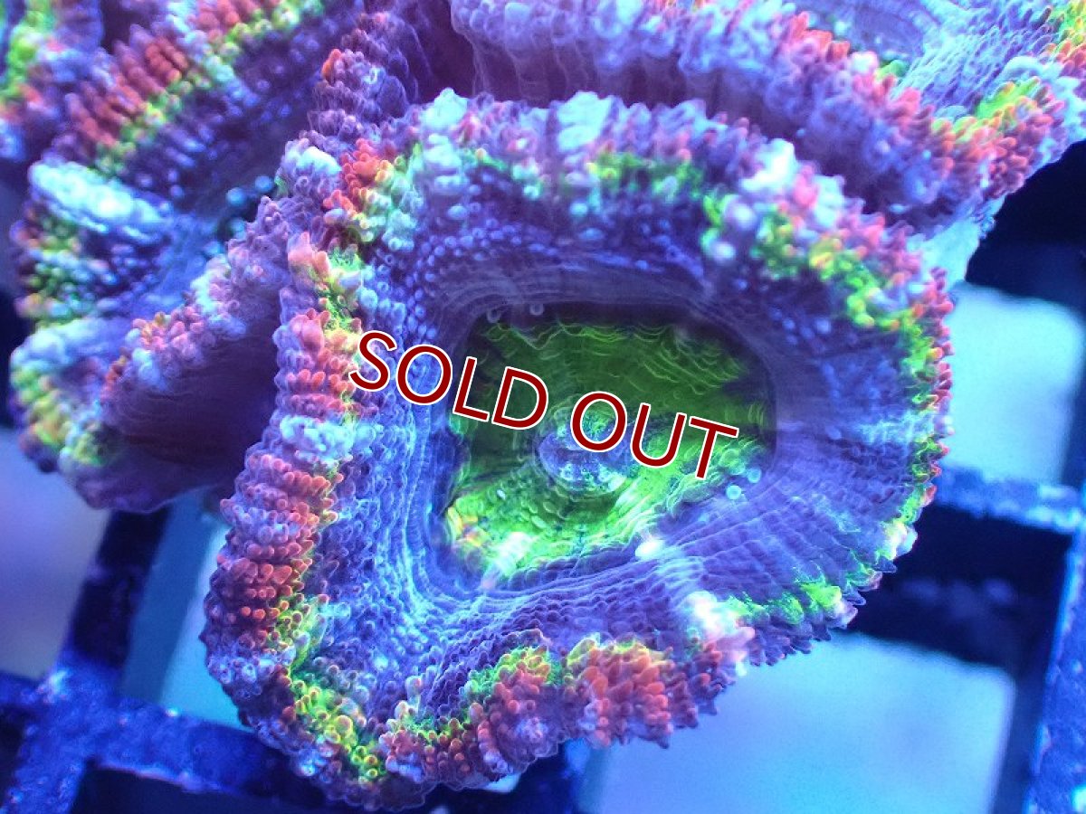 画像1: 【サンゴ】【通販】【オーストラリア産】カクオオトゲキクメイシ（Ultra/Special Rainbow)（個体販売）No.15（生体）（サンゴ） (1)