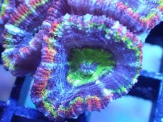 画像1: 【サンゴ】【通販】【オーストラリア産】カクオオトゲキクメイシ（Ultra/Special Rainbow)（個体販売）No.15（生体）（サンゴ） (1)