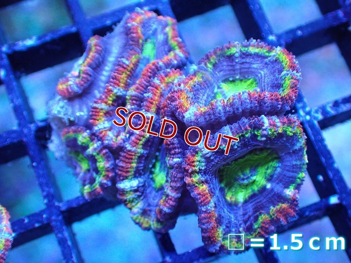 画像2: 【サンゴ】【通販】【オーストラリア産】カクオオトゲキクメイシ（Ultra/Special Rainbow)（個体販売）No.15（生体）（サンゴ） (2)