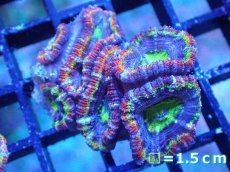 画像2: 【サンゴ】【通販】【オーストラリア産】カクオオトゲキクメイシ（Ultra/Special Rainbow)（個体販売）No.15（生体）（サンゴ） (2)