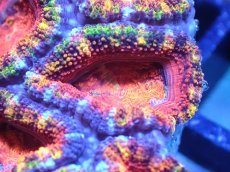 画像1: 【サンゴまとめ買い割引き10％〜20%OFF対象商品】【サンゴ】【通販】【オーストラリア産】カクオオトゲキクメイシ（Ultra/Special Rainbow)（個体販売）No.16（生体）（サンゴ） (1)