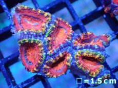 画像2: 【サンゴまとめ買い割引き10％〜20%OFF対象商品】【サンゴ】【通販】【オーストラリア産】カクオオトゲキクメイシ（Ultra/Special Rainbow)（個体販売）No.16（生体）（サンゴ） (2)