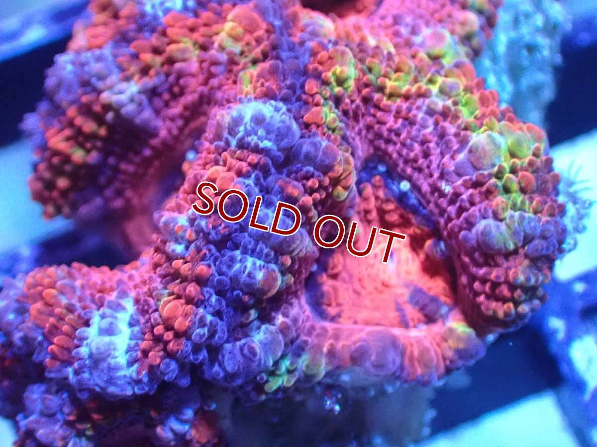 画像1: 【サンゴまとめ買い割引き10％〜20%OFF対象商品】 【サンゴ】【通販】【オーストラリア産】カクオオトゲキクメイシ（Ultra/Special Rainbow)（個体販売）No.17（生体）（サンゴ） (1)