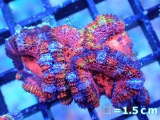 画像2: 【サンゴまとめ買い割引き10％〜20%OFF対象商品】【サンゴ】【通販】【オーストラリア産】カクオオトゲキクメイシ（Ultra/Special Rainbow)（個体販売）No.17（生体）（サンゴ） (2)