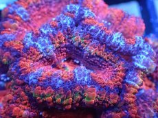 画像1: 【サンゴまとめ買い割引き10％〜20%OFF対象商品】【サンゴ】【通販】【オーストラリア産】カクオオトゲキクメイシ（Ultra/Special Rainbow)（個体販売）No.18（生体）（サンゴ） (1)