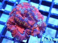 画像2: 【サンゴまとめ買い割引き10％〜20%OFF対象商品】【サンゴ】【通販】【オーストラリア産】カクオオトゲキクメイシ（Ultra/Special Rainbow)（個体販売）No.18（生体）（サンゴ） (2)