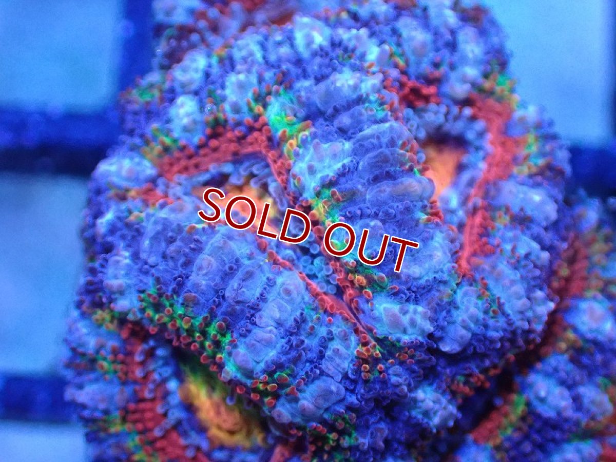 画像1: 【サンゴまとめ買い割引き10％〜20%OFF対象商品】 【サンゴ】【通販】【オーストラリア産】カクオオトゲキクメイシ（Ultra/Special Rainbow)（個体販売）No.19（生体）（サンゴ） (1)