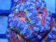 画像1: 【サンゴまとめ買い割引き10％〜20%OFF対象商品】【サンゴ】【通販】【オーストラリア産】カクオオトゲキクメイシ（Ultra/Special Rainbow)（個体販売）No.19（生体）（サンゴ） (1)