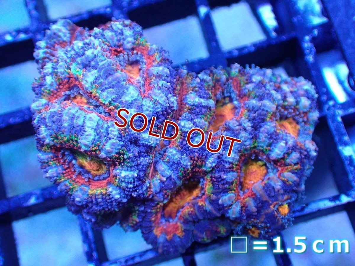画像2: 【サンゴまとめ買い割引き10％〜20%OFF対象商品】 【サンゴ】【通販】【オーストラリア産】カクオオトゲキクメイシ（Ultra/Special Rainbow)（個体販売）No.19（生体）（サンゴ） (2)